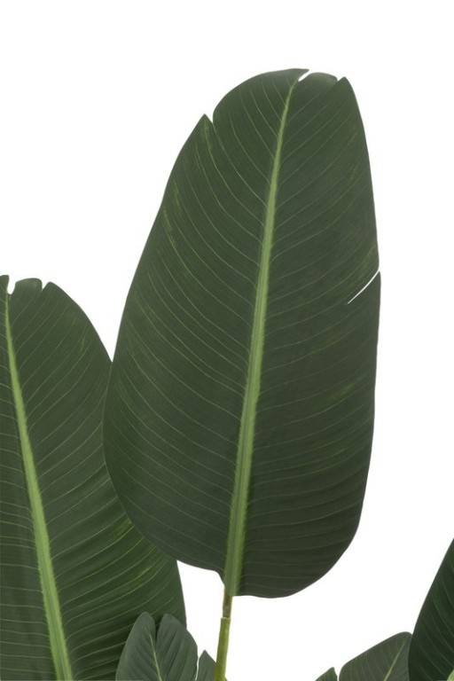 J-Line Strelitzia Plastic Green Medium