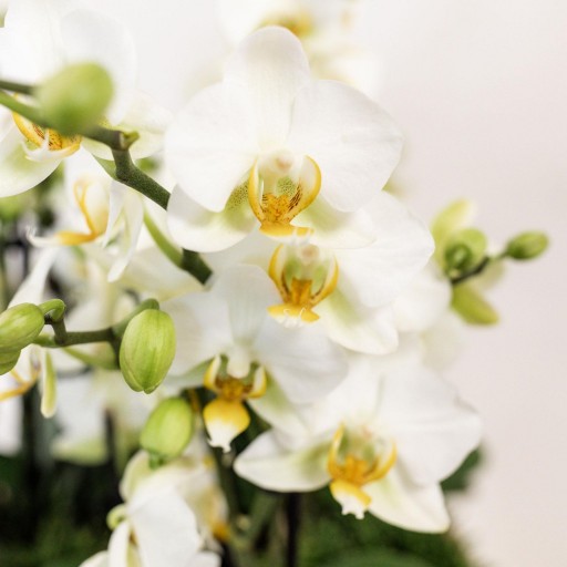 Kolibri Orchids | Witte orchideeënset in Como dish incl. waterreservoir | drie witte Lausanne orchideeën 12cm | Mono Bouquet wit met zelfvoorzienend waterreservoir