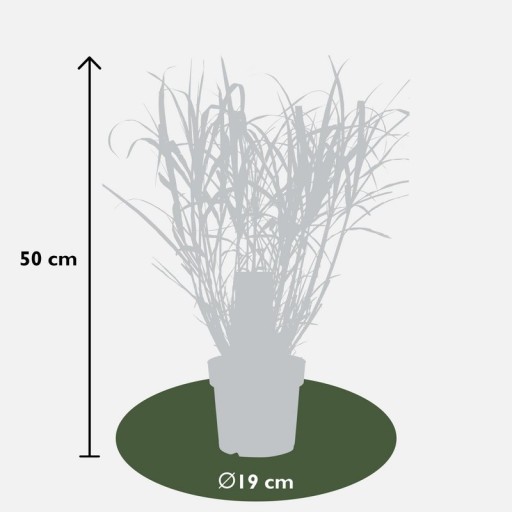 Miscanthus sinensis Strictus - Ø23cm - ↕60cm - Ø19 - ↨50cm
