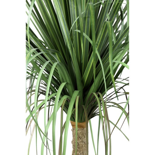 Leaves Plant Green Onion Grass On Coconut Tree A