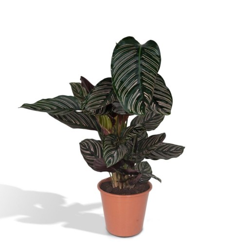 Calathea Ornata | De Levende Plant Ø19 cm - 75 cm | Tropische Kamerplant