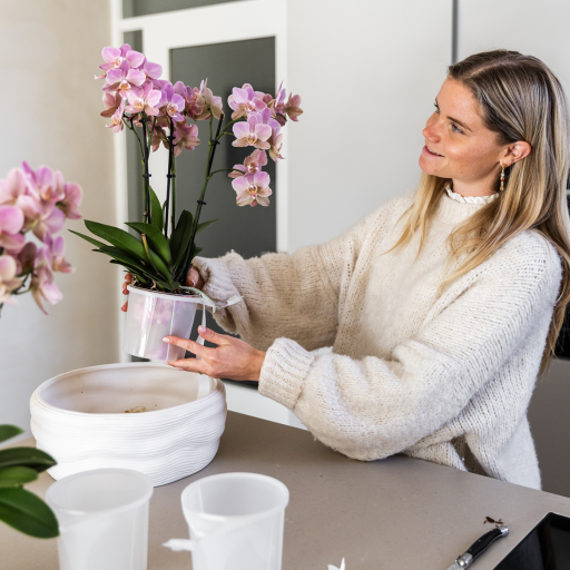 Kolibri Orchids | witte orchideeënset in Como dish incl. waterreservoir | drie witte orchideeën Amabilis 9cm | Mono Bouquet wit met zelfvoorzienend waterreservoir