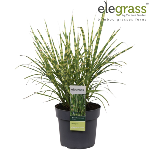 Miscanthus sinensis Strictus - Ø23cm - ↕60cm - Ø19 - ↨50cm