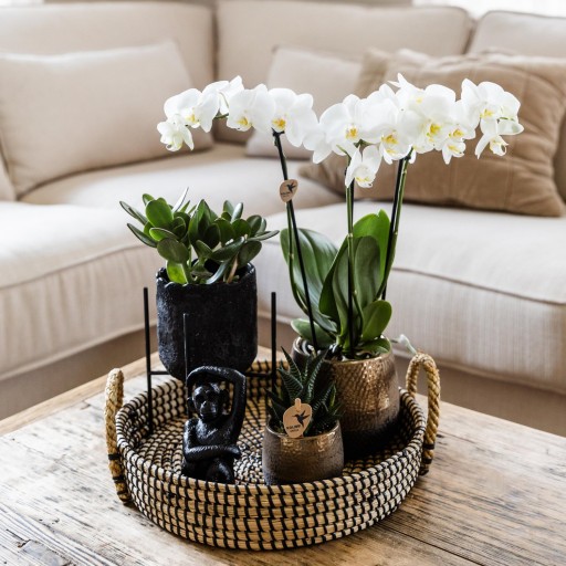 Kolibri Home | Plantenstandaard - Zwart metalen planten verhoging Ø12cm