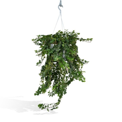 Hedera Wonder Green Hang | Efeu Ø24cm - 70cm | Pflegeleichte Zimmerpflanze