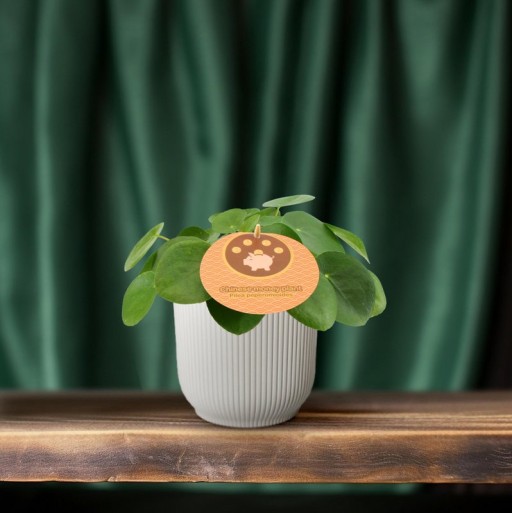 Pilea Peperomioides - Ø12 ↕20