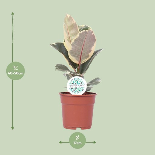 Ficus Elastica Tineke - Ø17cm - ↕50cm