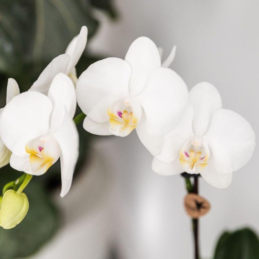 Kolibri Orchids | Witte orchideeënset in Como dish incl. waterreservoir | twee witte Amabilis orchideeën 9cm