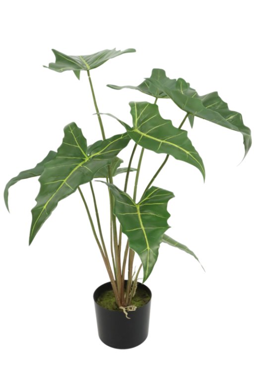 Alocasia Kunstplant 75cm