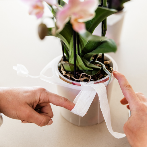 Kolibri Orchids | witte orchideeënset in Como dish incl. waterreservoir | drie witte orchideeën Lausanne 9cm | Mono Bouquet wit met zelfvoorzienend waterreservoir