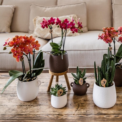 Kolibri Home | Plantenstandaard - Houten planten verhoging Ø12cm