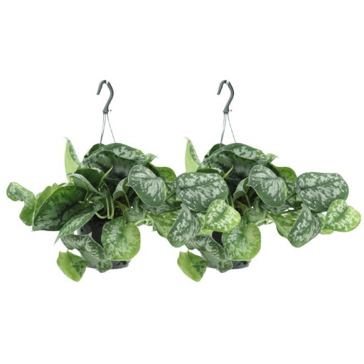 Scindapsus Pictus Trebie | Epipremnum 2 Stuks | Ø15 cm - 25 cm