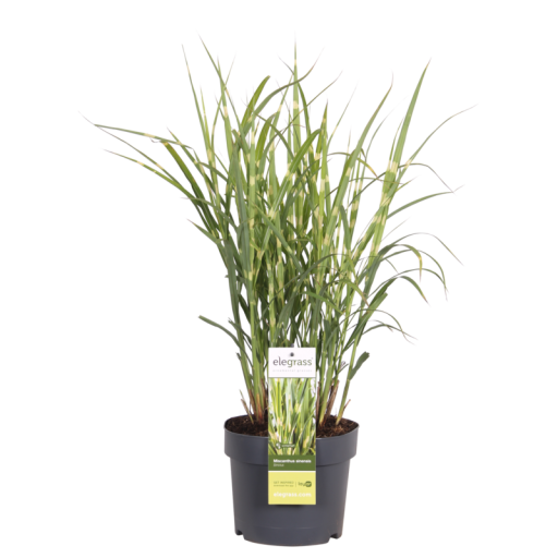 Miscanthus sinensis Strictus - Ø23cm - ↕60cm - Ø19 - ↨50cm