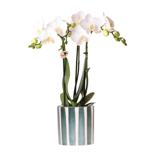 Kolibri Orchids | Weiße Phalaenopsis Amabilis + Painted Stripe Übertopf Grün Ø9 cm | Blühende Zimmerpflanze