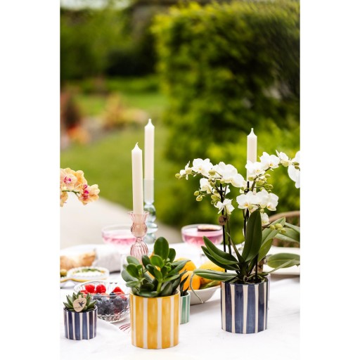 Kolibri Greens | Mix van groene planten + Painted Stripe sierpotten - potmaat Ø9cm & Ø6cm | bloeiende kamerplanten - vers van de kweker