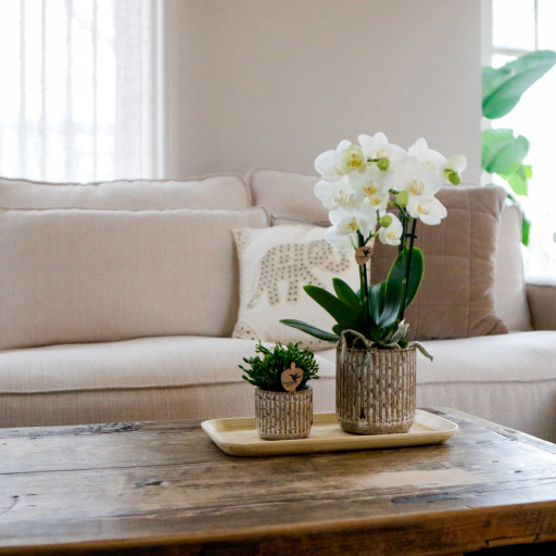 Kolibrie-orchideeën | Cadeauset Untamed Nature klein | Groene plant met witte Phalaenopsis orchidee Amabilis in Jaguar sierpotten op bamboeblad