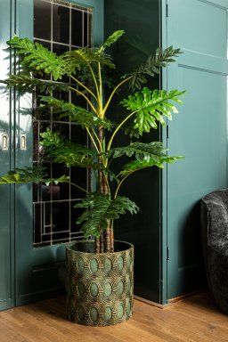 Leaves Plant Green Philodendron In Black Pot L