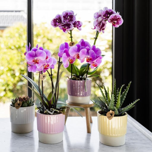 Kolibri Home | Plantenstandaard - Houten planten verhoging Ø12cm