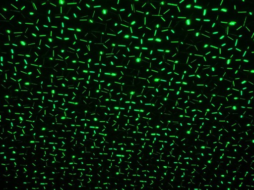 Laser outside spy with projector, skewer made of plastic, colorful, with integrated LED, spotlight for outside