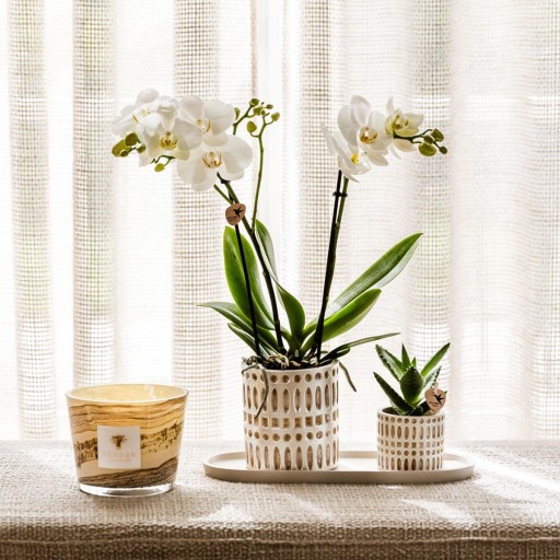 Kolibri Company | Plantenset Le Chic small | Witte Phalaenopsis Orchidee Amabilis en Succulent incl. keramieken sierpotten op crème organisch dienblad