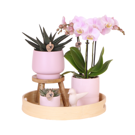 Kolibri Orchids | Gift set Moederdag Big | Groene plant met roze Phalaenopsis orchidee in Simplicity sierpotten roze op bamboe plate