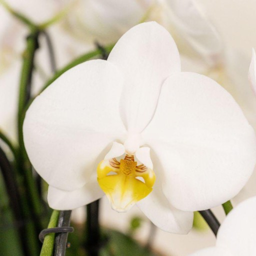 Kolibri Orchids | Witte orchideeënset in Como dish incl. waterreservoir | drie witte Niagara Falls orchideeën 12cm | Mono Bouquet wit met zelfvoorzienend waterreservoir