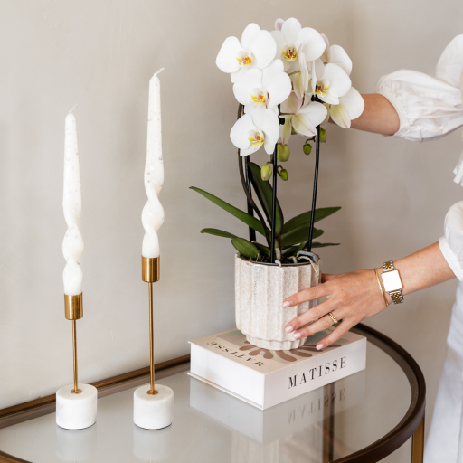 Kolibri Orchids | Witte orchideeënset in Como dish incl. waterreservoir | drie witte Niagara Falls orchideeën 12cm | Mono Bouquet wit met zelfvoorzienend waterreservoir