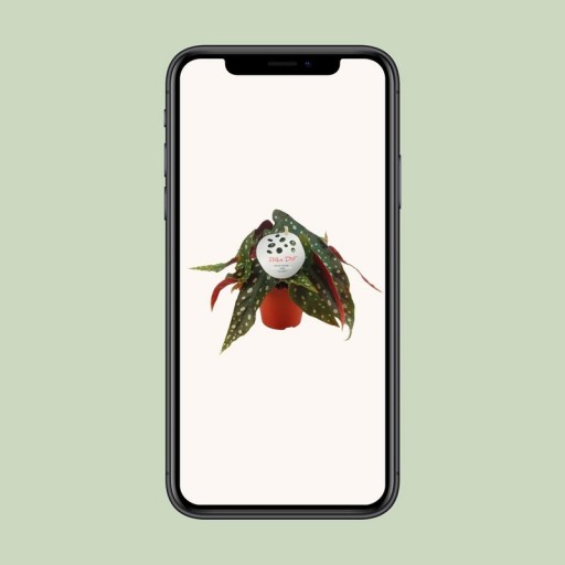 Begonia Maculata - Ø12 ↕20