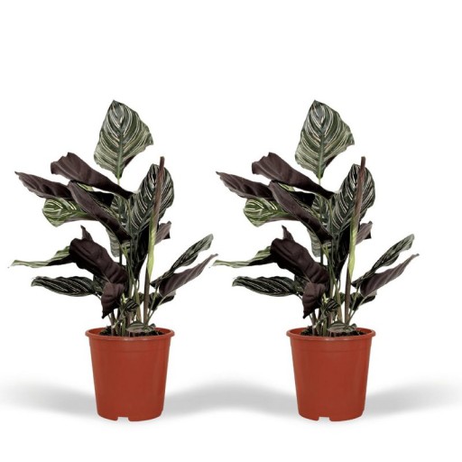 Calathea Ornata 2 Stuks | Pauwenplant Ø14 cm - 50 cm | Makkelijke kamerplant