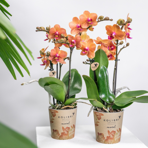 Kolibri Orchids | COMBI DEAL van 2 oranje Phalaenopsis orchideeën - Bolzano - potmaat Ø9cm bloeiende kamerplant - vers van de kweker