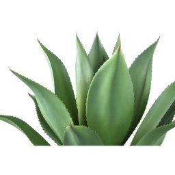 Leaves Plant Green Agave In Plastic Pot