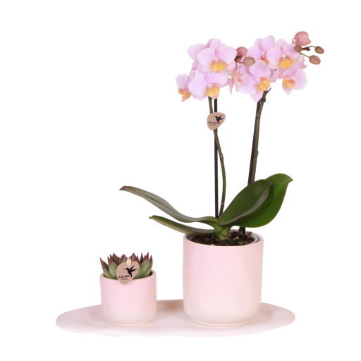 Kolibri Company | Pflanzenset Valentinstag 'Gradience Pink' | Violette Phalaenopsis-Orchidee Vienna und Sukkulente inkl. Keramik-Ziertöpfen