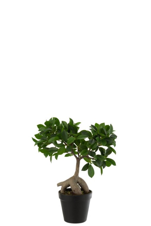 J-Line Chinese Fig Ficus Tree In Pot Plastic Green/Black Small