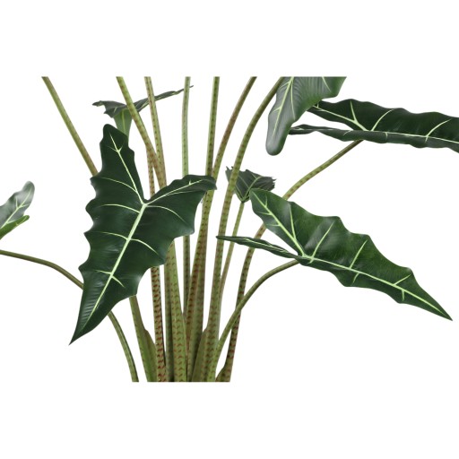 Leaves Plant Green Alocasia Plant In Pot L