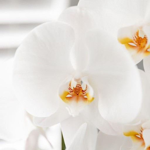 Kolibri Orchids | Witte orchideeënset in Como dish incl. waterreservoir | drie witte Niagara Falls orchideeën 12cm | Mono Bouquet wit met zelfvoorzienend waterreservoir