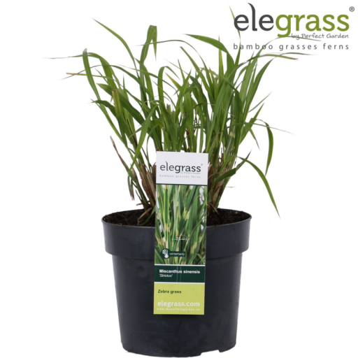 Miscanthus sinensis Strictus - Ø23cm - ↕60cm - Ø19 - ↨50cm
