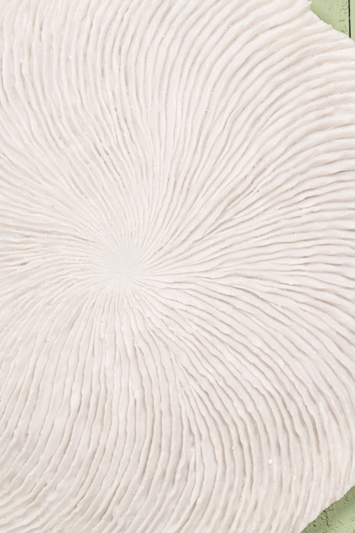 Kathelle White Poly Round Coral Shaped Wallpanel L