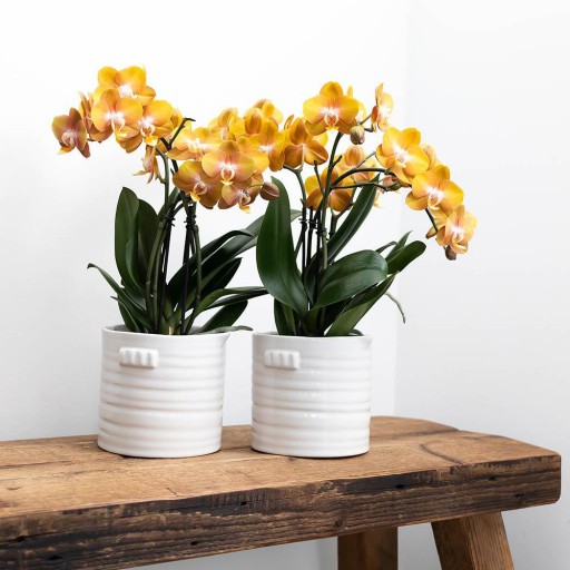 Kolibri Home | Jug bloempot - Witte keramieken sierpot Ø9cm