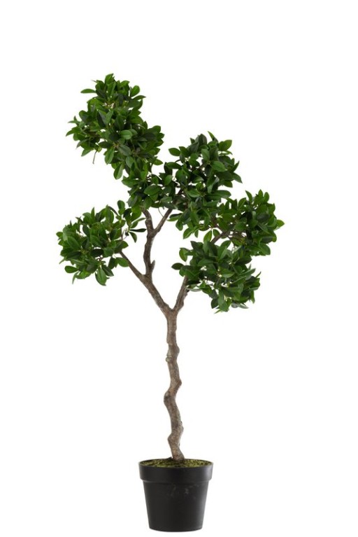 J-Line Chinese Fig Ficus Tree In Pot Plastic Green/Black Large