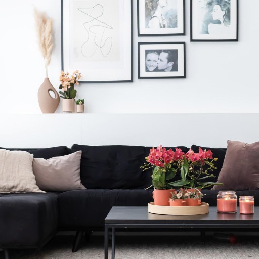 Kolibri Orchids | COMBI DEAL van 2 rode Phalaenopsis orchideeën - Congo - potmaat Ø9cm bloeiende kamerplant - vers van de kweker