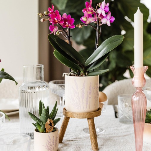 Kolibri Home | Plantenstandaard - Houten planten verhoging Ø12cm