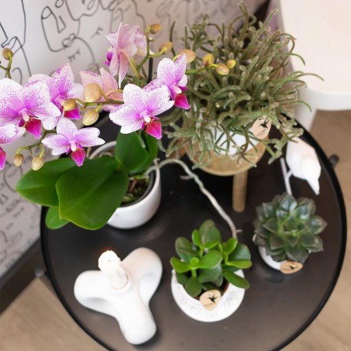 Kolibri Orchids | roze Phalaenopsis orchidee potmaat Ø9cm | Rotterdam | bloeiende kamerplant - vers van de kweker