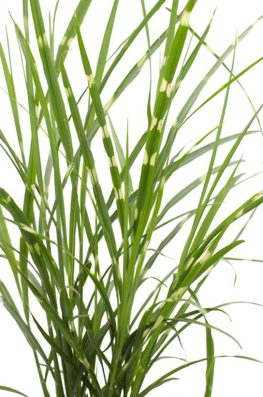 Miscanthus sinensis Strictus - Ø23cm - ↕60cm - Ø19 - ↨50cm