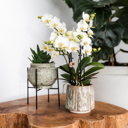 Kolibri Home | Plantenstandaard - Zwart metalen planten verhoging Ø12cm