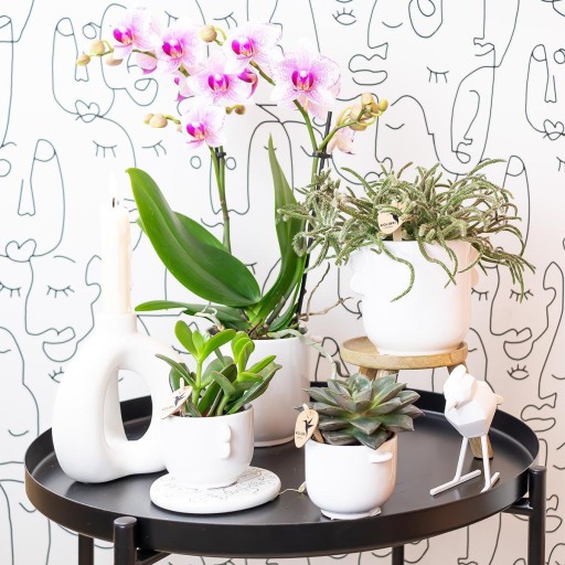 Kolibri Orchids | roze Phalaenopsis orchidee potmaat Ø9cm | Rotterdam | bloeiende kamerplant - vers van de kweker