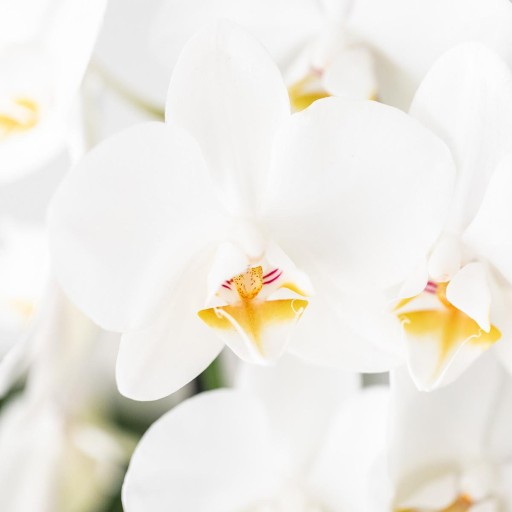 Kolibri Orchids | Witte orchideeënset in Como dish incl. waterreservoir | drie witte Niagara Falls orchideeën 12cm | Mono Bouquet wit met zelfvoorzienend waterreservoir