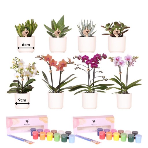 Kolibri Creatives | Verfpakket voor 8 Bloempotten | Orchideeën en Succulenten