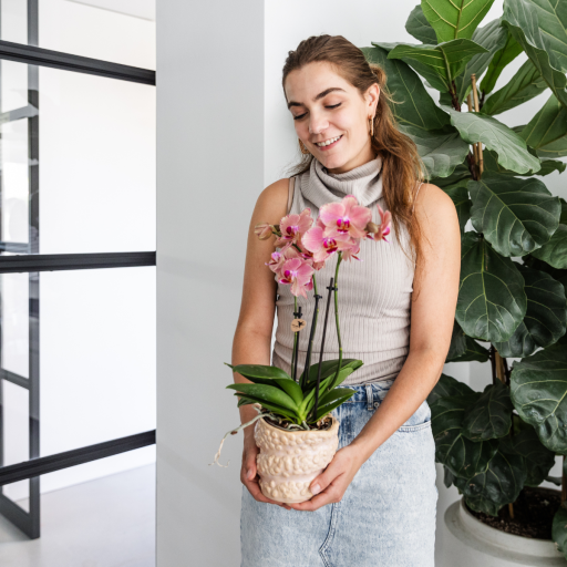 Kolibri Orchids | COMBI DEAL van 4 Phalaenopsis orchideeën - Pirate Picotee - potmaat Ø12cm | bloeiende kamerplant - vers van de kweker 12.0