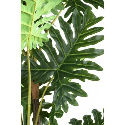 Leaves Plant Green Philodendron In Black Pot L