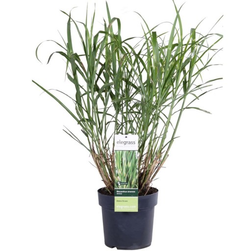 Miscanthus sinensis Strictus - Ø23cm - ↕60cm - Ø19 - ↨50cm